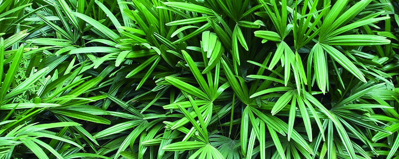 竹子是草本植物吗 竹子是草本植物吗