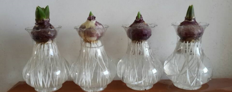 水培风信子放多少水 水培风信子放多少水