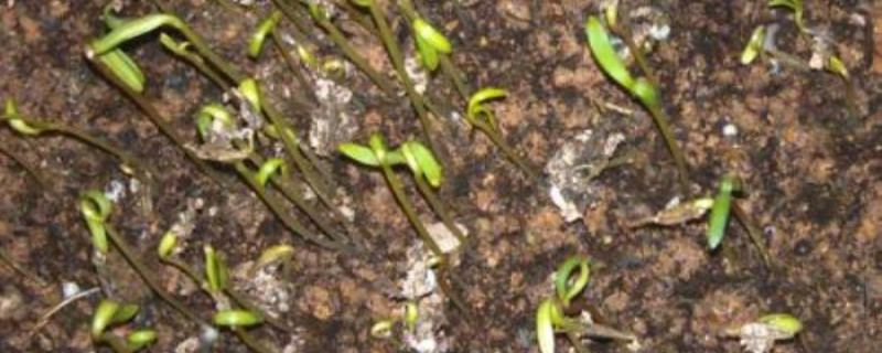 波斯菊种子每平方播种多少克 波斯菊种子每平方播种多少克