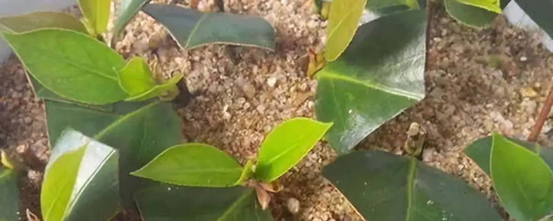 茶花插扦多少天生根 茶花插扦多少天生根