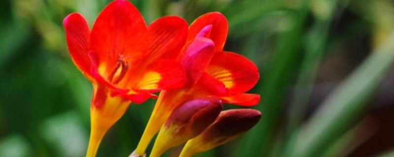 香雪兰生长温度是多少 香雪兰生长温度是多少