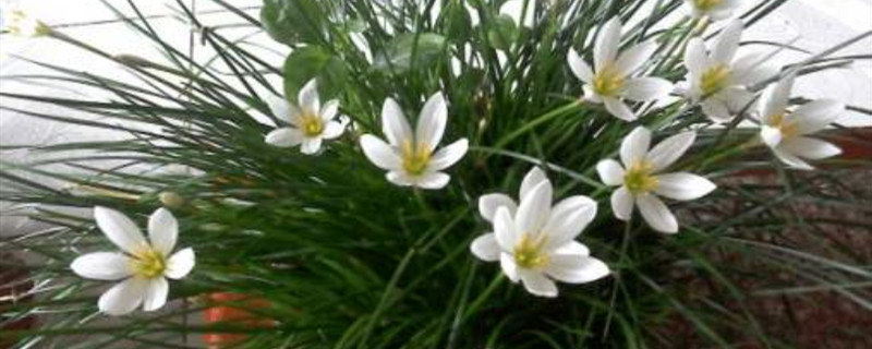 韭菜莲叶子倒着怎么回事 韭菜莲叶子倒着怎么回事