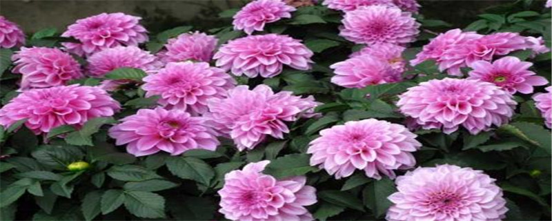 大丽花病虫害防治 大丽花病虫害防治
