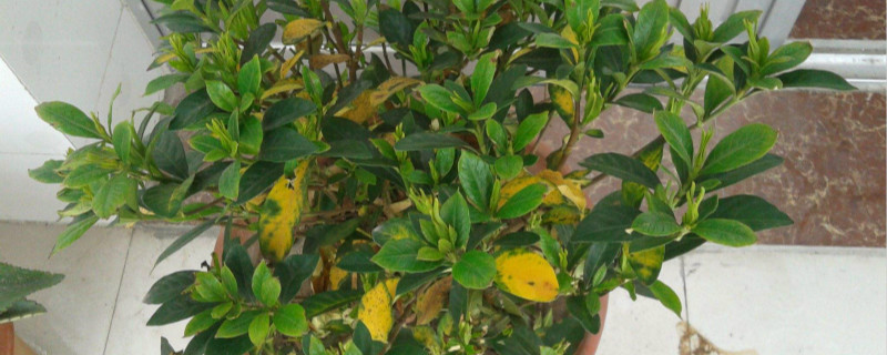 栀子花叶子越来越黄怎么办 栀子花叶子越来越黄怎么办