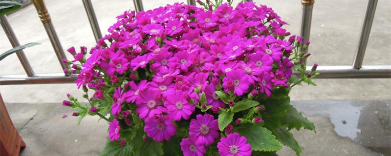 瓜叶菊单花可以扦插吗 瓜叶菊单花可以扦插吗