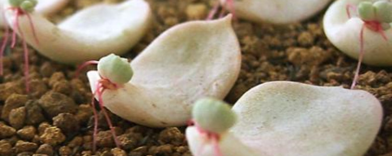 多肉植物叶片冬天能扦插吗 多肉植物叶片冬天能扦插吗