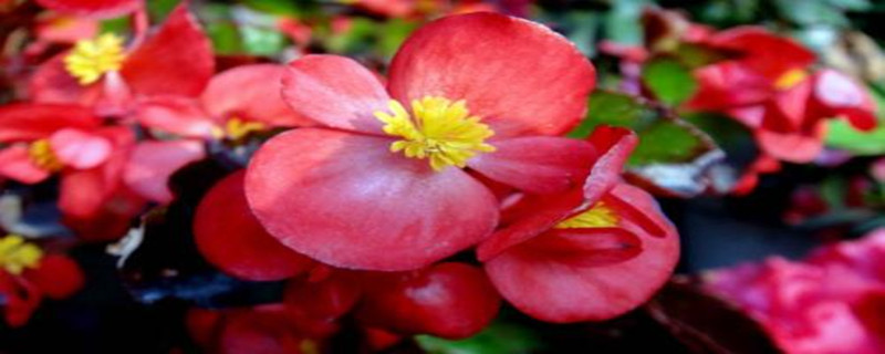 四季秋海棠的扦插法 四季秋海棠的扦插法