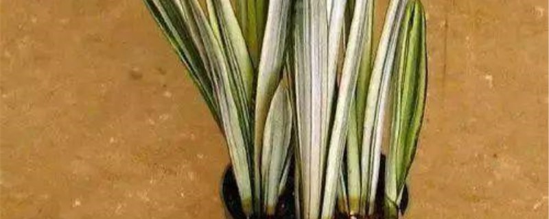 雪纹虎尾兰换盆时间 雪纹虎尾兰换盆时间