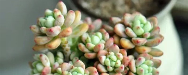 劳尔服盆症状 劳尔服盆症状
