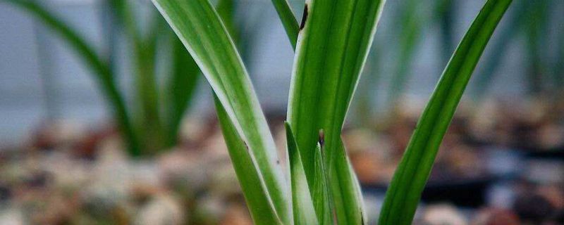 兰花催花时间 兰花催花时间