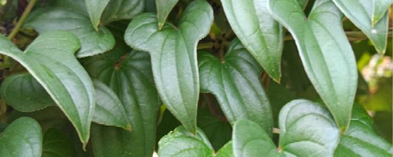 山药怎么种又直又粗 山药怎么种又直又粗