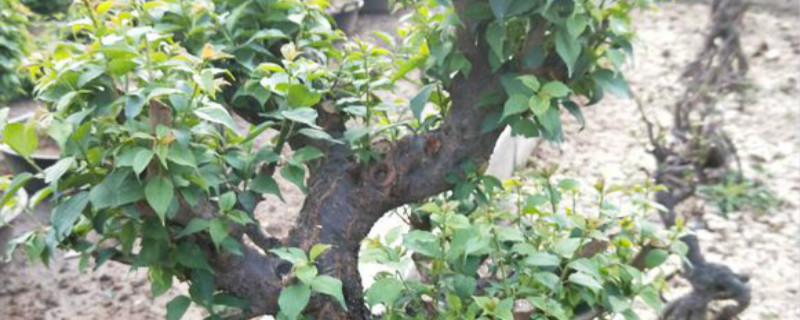 梅花夏天落叶还能活吗 梅花夏天落叶还能活吗