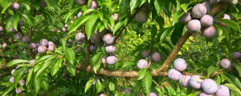 脆红李几月份成熟 脆红李几月份成熟