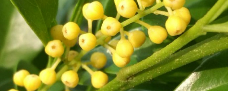 米兰花语是什么 米兰花语是什么