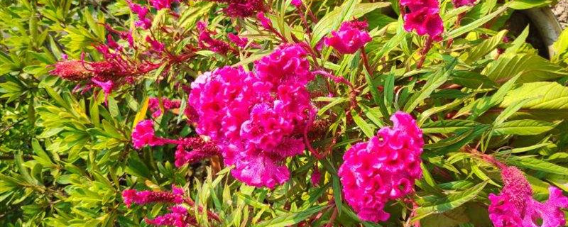 如何给鸡冠花浇水 如何给鸡冠花浇水