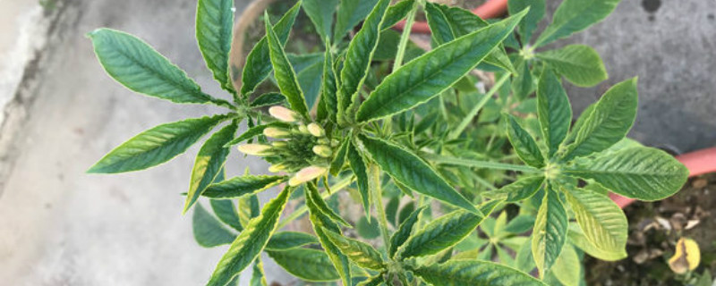 如何给醉蝶花浇水 如何给醉蝶花浇水