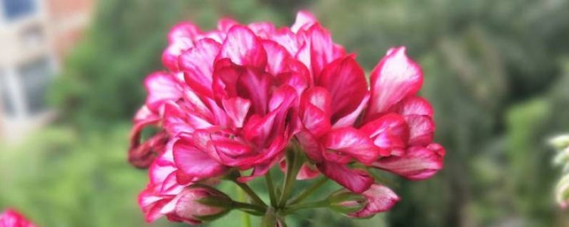 垂吊天竺葵扦插方法 垂吊天竺葵扦插方法