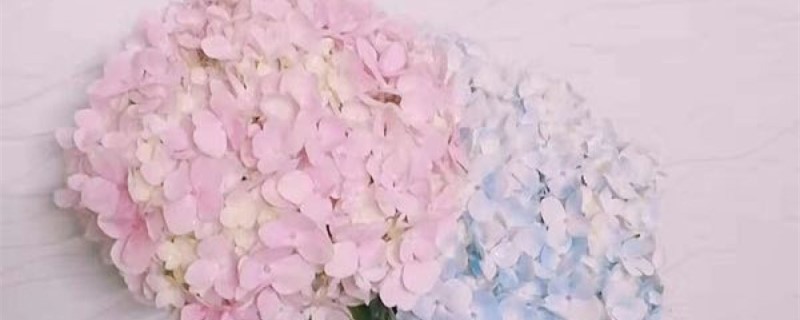 八仙花如何嫩枝扦插 八仙花如何嫩枝扦插