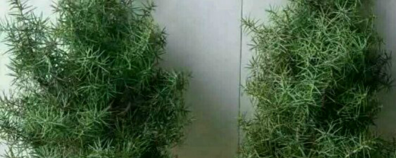 如何给杜松浇水 如何给杜松浇水