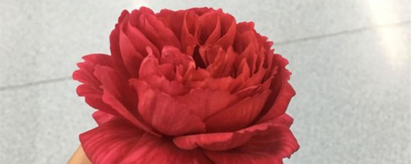 扦插成功的月季花什么时候可以上盆 扦插成功的月季花什么时候可以上盆