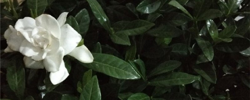 新买栀子花都是沙子用洗根么 新买栀子花都是沙子用洗根么