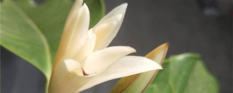 白兰花几月份修剪 白兰花几月份修剪