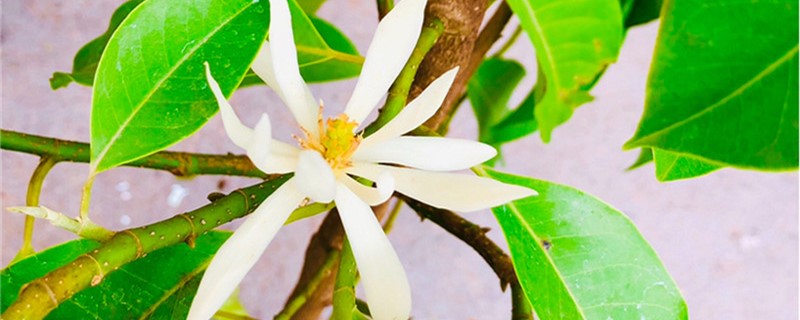 如何给白兰花摘心 如何给白兰花摘心