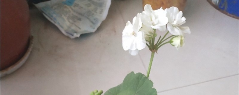 天竺葵有白色的吗 天竺葵有白色的吗