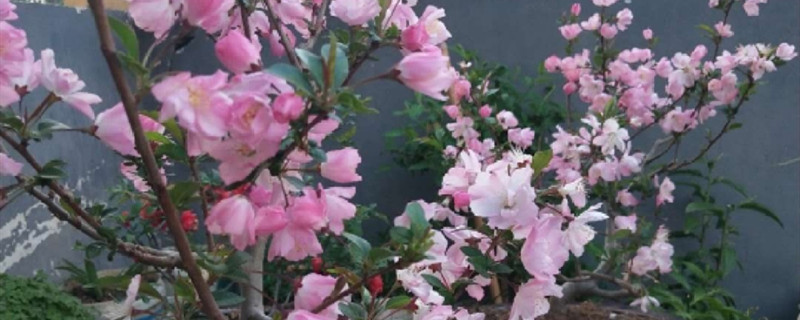 西府海棠有没有花和果实 西府海棠有没有花和果实