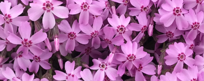 芝樱有没有花和果实 芝樱有没有花和果实