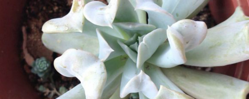 特玉莲有没有花和果实 特玉莲有没有花和果实