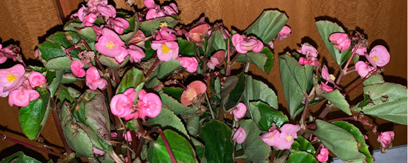 四季海棠有没有花和果实 四季海棠有没有花和果实