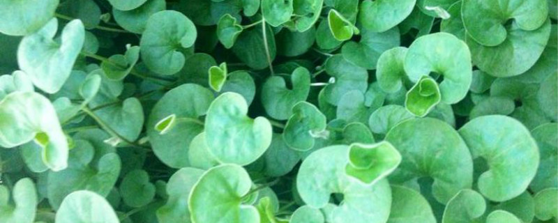 马蹄金有没有花和果实 马蹄金有没有花和果实