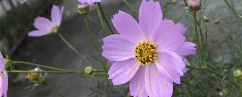 百日草有没有花和果实 百日草有没有花和果实