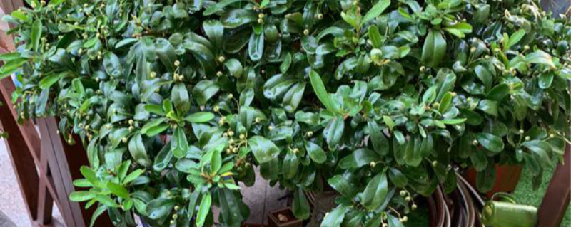 火棘有没有花和果实 火棘有没有花和果实