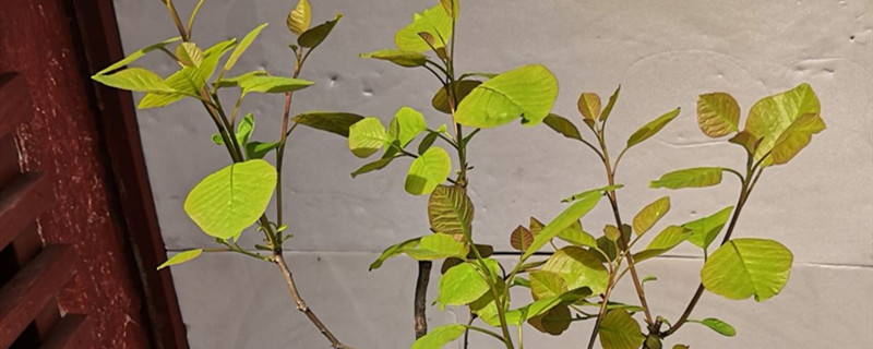 黄栌有没有花和果实 黄栌有没有花和果实