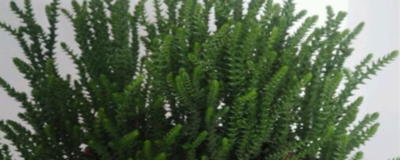 若绿有没有花和果实 若绿有没有花和果实