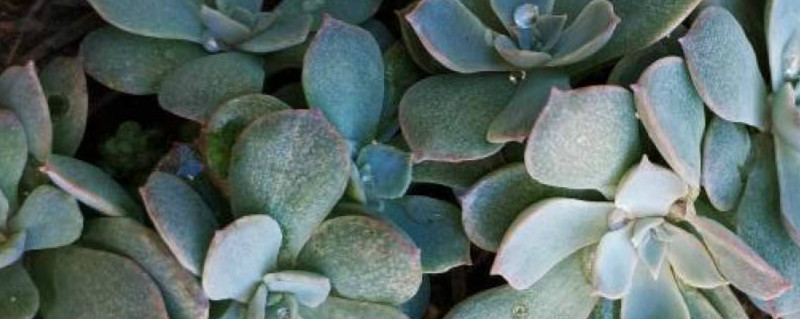 石莲花有没有花和果实 石莲花有没有花和果实