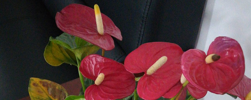 红掌有没有花和果实 红掌有没有花和果实