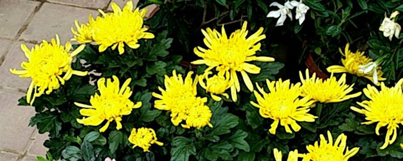 菊花养多长时间会开花 菊花养多长时间会开花