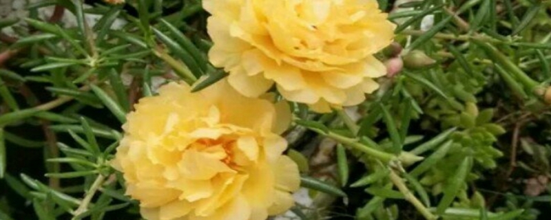 半枝莲有没有花和果实 半枝莲有没有花和果实