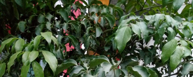 富贵树有没有花和果实 富贵树有没有花和果实