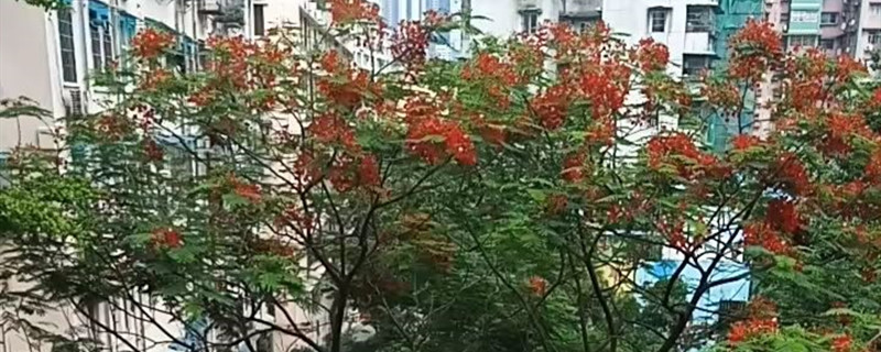 凤凰木有没有花和果实 凤凰木有没有花和果实