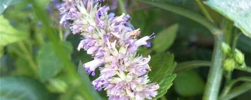 藿香开花吗 藿香开花吗
