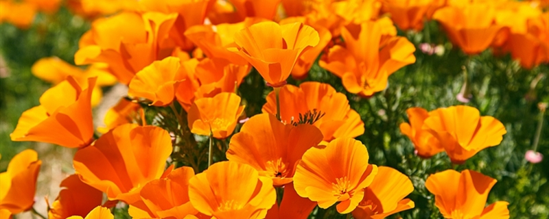 花菱草开花吗 花菱草开花吗