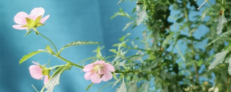 阳台如何养木槿花 阳台如何养木槿花