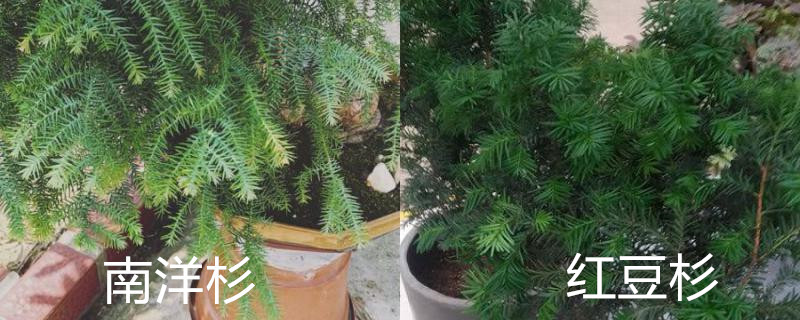 南洋杉和红豆杉的区别 南洋杉和红豆杉的区别
