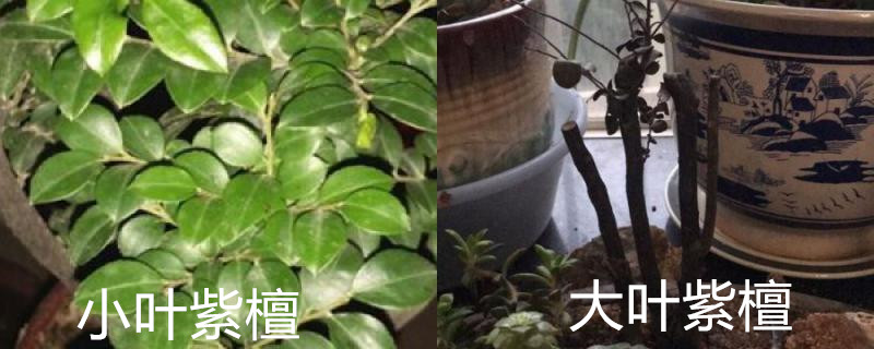 怎么辨别小叶紫檀和大叶紫檀 怎么辨别小叶紫檀和大叶紫檀