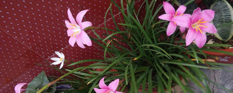 韭菜莲黄叶的原因和处理办法 韭菜莲黄叶的原因和处理办法