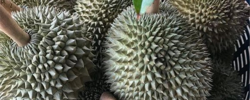 榴莲黄叶的原因和处理办法 榴莲黄叶的原因和处理办法